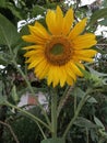 Beautiful sun flower& x27;s at my garden