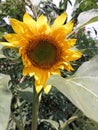 Beautiful sun flower& x27;s at my garden wonderful