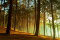 Beautiful sun light in pine forest of pang ung maehong sorn most