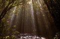 Beautiful sun light rays shining through the cave and leaves in tropical forest landscape. Yellow sun rays through dark tropical f