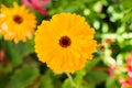 Beautiful sun-like calendula flower. Medicative herb