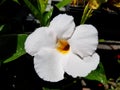 Beautiful Sun Parasol Mandevilla Monrovia white flower