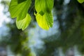 The beautiful sun penetrates the leaves of orchid tree