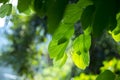 The beautiful sun penetrates the leaves of orchid tree