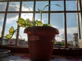 Beautiful sun-rays are coming through the window and passing from money plant cute leaves in the morning.