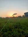 Beautiful Sun setting behinds grass