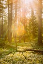 Beautiful Sun Sunshine Above Fallen Old Pine Tree. Sunset Sunrise In Autumn Coniferous Forest. Sunlight Sunbeams Through Royalty Free Stock Photo