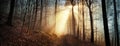 Sunbeams in a misty forest in winter Royalty Free Stock Photo