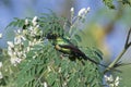 Beautiful sunbird Cinnyris pulchella