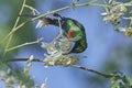 Beautiful sunbird Cinnyris pulchella