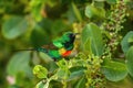 Beautiful Sunbird - Cinnyris pulchellus Royalty Free Stock Photo