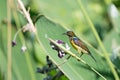 Beautiful Sunbird Royalty Free Stock Photo