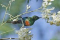 Beautiful sunbird Cinnyris pulchella