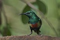 Beautiful sunbird Cinnyris pulchella in its natural enviroment Royalty Free Stock Photo