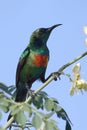 Beautiful sunbird Cinnyris pulchella in its natural enviroment