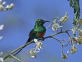 Beautiful sunbird Cinnyris pulchella in its natural enviroment Royalty Free Stock Photo