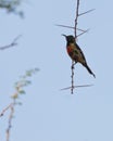 A Beautiful Sunbird on a spiny twig