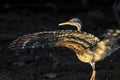 Beautiful Sunbittern spreading its wings in the golden afternoon light, Pantanal, Brazil Royalty Free Stock Photo