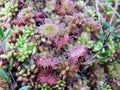 Sundew plant in Aukstumalos swamp, Lithuania