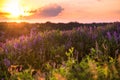 Beautiful sundown in the village. Vicia tenuifolia or cow vetch flowers on sunset in the field. Violet wild flowers in the meadow