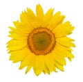 Beautiful sunflower Royalty Free Stock Photo