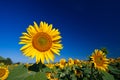 Beautiful sunflower Royalty Free Stock Photo