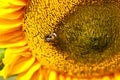 Beautiful sunflower Royalty Free Stock Photo