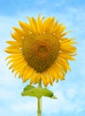 Beautiful sunflower against blue sky Royalty Free Stock Photo