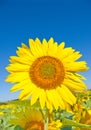 Beautiful sunflower against blue sky Royalty Free Stock Photo