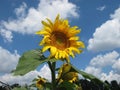 Beautiful sunflower against blue sky Royalty Free Stock Photo