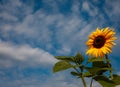 Beautiful sunflower against blue sky background summer Royalty Free Stock Photo