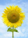 Beautiful sunflower against blue sky Royalty Free Stock Photo