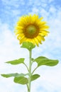 Beautiful sunflower against blue sky Royalty Free Stock Photo