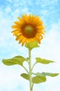 Beautiful sunflower against blue sky Royalty Free Stock Photo