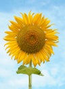 Beautiful sunflower against blue sky Royalty Free Stock Photo