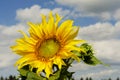 Beautiful sunflower against blue sky Royalty Free Stock Photo