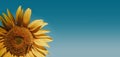 Beautiful sunflower against blue sky summer agricultural background Royalty Free Stock Photo