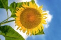 Beautiful sunflower against blue sky. Summer background. Royalty Free Stock Photo