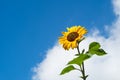 A beautiful sunflower against a blue sky with a white fluffy cloud Royalty Free Stock Photo