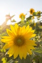 Beautiful sunflower with backlight in the summer field Royalty Free Stock Photo