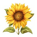 beautiful Sunflower basic clipart illustration