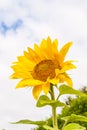Beautiful sunflower  against sky Royalty Free Stock Photo
