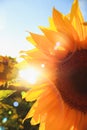 Beautiful sunflower blossom against the sky in evening light of summer sunset. Sun beams and rainbow through the petals Royalty Free Stock Photo