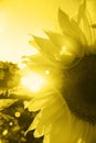 Beautiful sunflower blossom against the sky in evening light of summer sunset toned in trendy yellow. Sun beams and Royalty Free Stock Photo