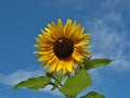 Beautiful sunflower blossom with blue sky Royalty Free Stock Photo
