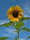 Beautiful sunflower blossom with blue sky Royalty Free Stock Photo