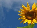 Beautiful sunflower blossom with blue sky Royalty Free Stock Photo
