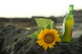 Beautiful sunflower blossom laying on sea rock and a bottle of fresh beer. Beer and beach summer photo concept. Summer holiday