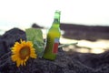 Beautiful sunflower blossom laying on sea rock and a bottle of fresh beer. Beer and beach summer photo concept. Summer holiday Royalty Free Stock Photo