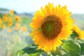 Beautiful sunflower blossom in the morning on a field.  Spring and summer season with nature tropical flower background. Royalty Free Stock Photo